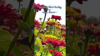 Humming Bird feeding on Zinnia flower🌼 flowers zinnia hummingbird [upl. by Einnaoj]