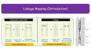 Linkage Mapping Genetic Mapping Animated [upl. by Ahsikar]