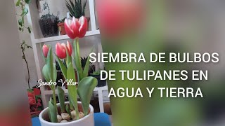 Siembra de bulbos de tulipanes en agua y tierra  Sandra Villar Garden amp Home [upl. by Akerehs]