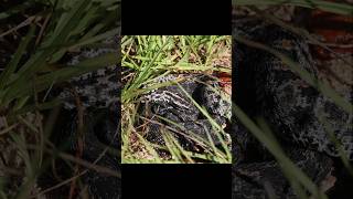 Mating Dusky Pygmy Rattlesnakes 🐍🐍🥵 [upl. by Ahsekel]