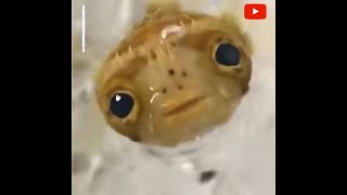 Guy Has A Pufferfish As Pet Such Unique Pet  Puffer Fish Video Cute Puffer Fish As Pet [upl. by Eislrahc]