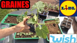 jai planté des graines LIDL amp WISH tomates courgettes carrée fraises géantes  partie 1 [upl. by Merceer]