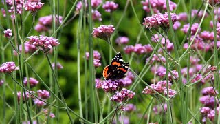 Verbena bonariensis of ijzerhard  informatie [upl. by Annayr]