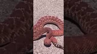 Herping California Crotalus ruber reptiles snake rattlesnake fyp shorts herping venomous [upl. by Eirallam721]