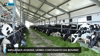 Influenza aviaria uomo contagiato da bovino [upl. by Sanjay]