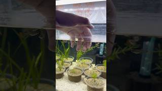 Subscribe for more updates ✨pets carnivorousplants bangladesh aquarium guppy guppyfish fish [upl. by Mila136]