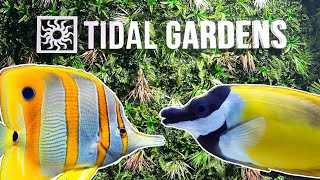 Tidal Gardens Highlights An Amazing Coral Farm [upl. by Dalia]