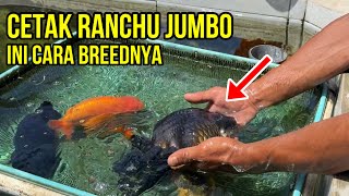 Cetak Ranchu Jumbo Ini Rahasia Breed Mas Koki dari Brian Reivan [upl. by Autrey]