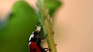 Ladybird  Ladybug devouring aphids [upl. by Ahseenal]