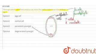 Through which cell of the embryo sac does the pollen tube enter the embryo sac [upl. by Matti]