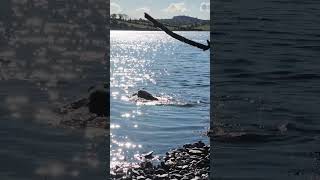 Alfie in Strangford Lough is fetching a stick Filmed by Vivian Smiling on 11 Oct 2024 [upl. by Laerdna154]