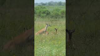 Whitetailed Deer wander the prairie [upl. by Radcliffe]