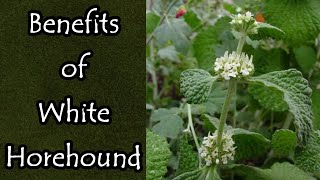 The Benefits of White Horehound [upl. by Courtund198]