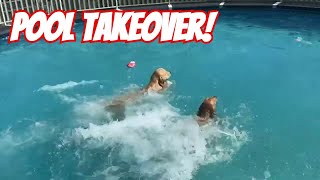 Golden Retrievers Moxie and Bam Take the Pool by Storm [upl. by Ma]