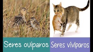 Seres Ovíparos y Seres Vivíparos Características de los Animales Ovíparos y Vivíparos [upl. by Crystie]