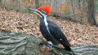 Male Pileated Woodpecker Territorial Call Sound [upl. by Resa168]