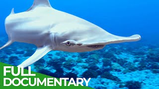 Adventure Ocean Quest Shark Paradise of Polynesia  Episode 1 Free Documentary Nature [upl. by Rodnas]