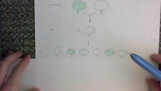 QTL Analysis Explanation and Example [upl. by Mooney]