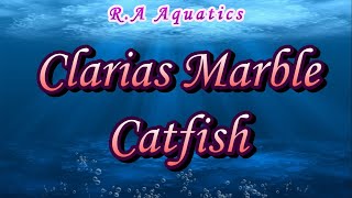 Clarias Catfish  Clarias Marble Catfish [upl. by Nedia]