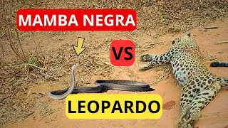 Leopardos Se Encuentran Mamba Negra Documental Completo en Español Supervivencia en la Naturaleza [upl. by Staley935]