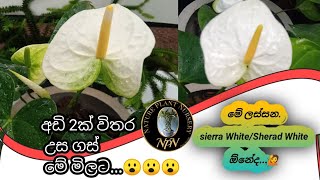 White Anthurium වලට කැමති ඔයාට මේ ගානට මේ ගස්ම😮❤️👌NaturePlantnurserySrilanka [upl. by Ettevram496]