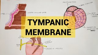 Tympanic Membrane  External Ear  2 [upl. by Hanima]