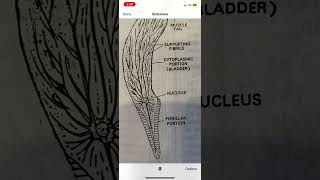 General introduction of Ascaris lumbricoides [upl. by Gabel228]