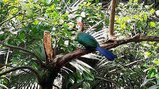 Redcrested Turaco  Singapore Zoo [upl. by Glendon]