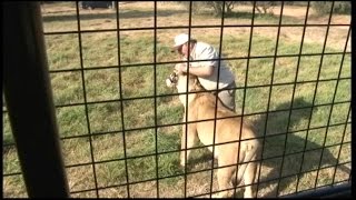 Inside the Lion Park Where American Was Mauled to Death [upl. by Hamann]