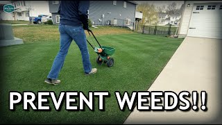 How To Apply GRANULAR Pre Emergent To Prevent Crabgrass  Spring Lawn Care Step 2 [upl. by Nolat779]