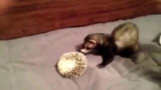 Ferret VS Hedgehog [upl. by Calabresi]