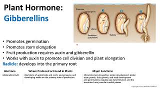 Plant Hormones Gibberellin  Biology [upl. by Vivian]