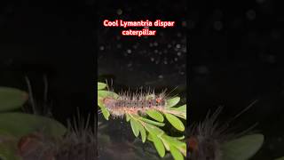 Lymantria dispar caterpillar gypsymoth mothbug bug [upl. by Ysac]