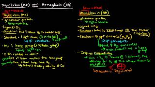 Hemoglobin vs Myoglobin [upl. by Tak996]