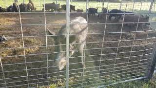 60 Wild Hogs Trapped in Burton Texas [upl. by Otilia]