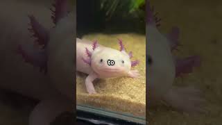 Axolotl The Cutest Underwater Alien Axolotls AmphibiansRegeneration UniquePets viralWildlife [upl. by Horatia]