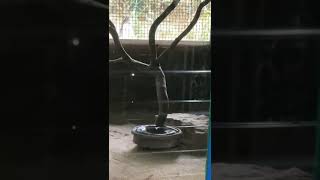 Snake trichur zoo [upl. by Sinnard764]