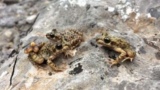 A Cure for Chytrid Scientists discover method to eliminate killer fungus [upl. by Hudnut]