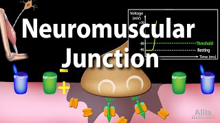 Neuromuscular Junction Animation [upl. by Sims]