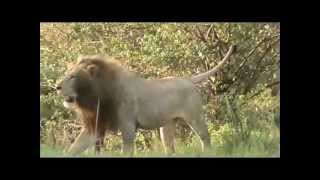 Lions on a hunt Our safari in the Masai Mara Kenya Africa [upl. by Hosea453]