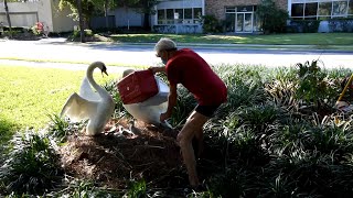 Baby Swans Reunite With Family After Being Taken [upl. by Ellehcear]