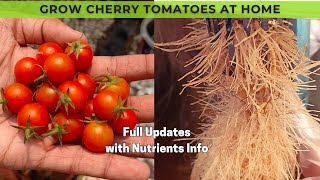 How to Grow Hydroponic Cherry Tomatoes  DWC system  Full Updates [upl. by Refynnej]