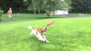 Oscar the Kooikerhondje and the frisbee [upl. by Dieterich]