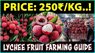 Lychee Fruit Farming  How to Grow Litchi Fruit Plant at Home [upl. by Kneeland332]