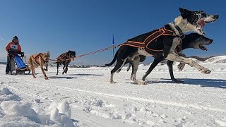 稚内で犬ぞり大会 ４年ぶりに１１３匹が快走 [upl. by Nosyla]