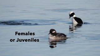 Bufflehead Ducks [upl. by Iaj]