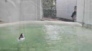 Pinguins de Magalhães Fofinhos  Zoo de Pomerode [upl. by Annayar]