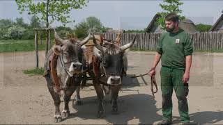 Claus Kropp  Draft Cattle in Archaeological OpenAir Museum and Living History Farms [upl. by Annahs700]