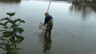 Stocking Walleyes in Hayward Wisconsin Area Lake  Wisconsin Walleye Initiative [upl. by Gine]