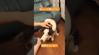 新しいブラシでマッサージ♪ ボーダーコリー ボーダーコリーと暮らす かわいい 可愛い 愛犬 グルーミング日課 [upl. by Znarf]